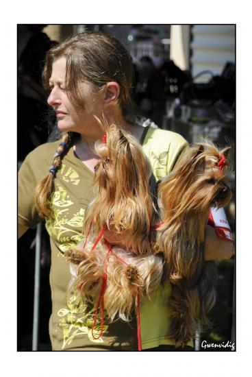 Mes Yorkshire terriers.Photos diverses