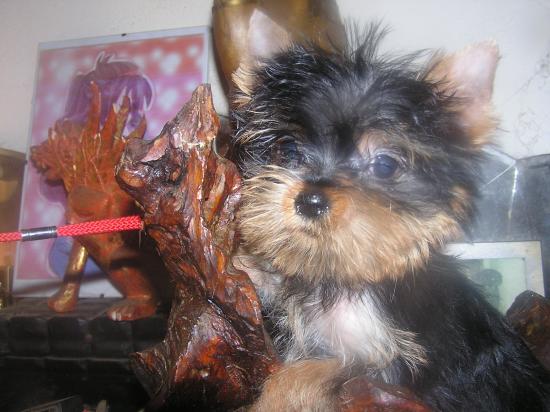 Yorkshire Terriers