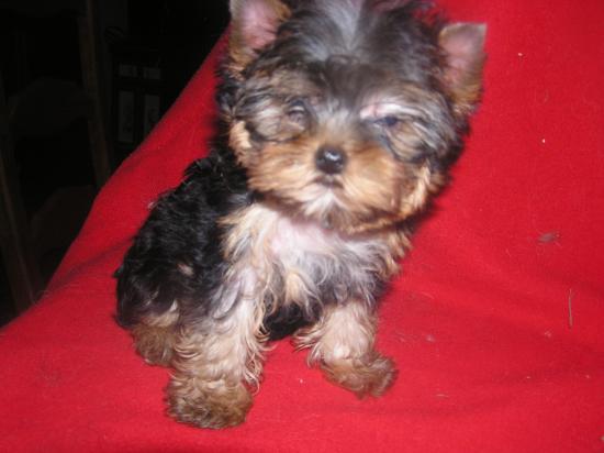 Yorkshire Terriers